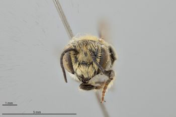Media type: image;   Entomology 786124 Aspect: head frontal view